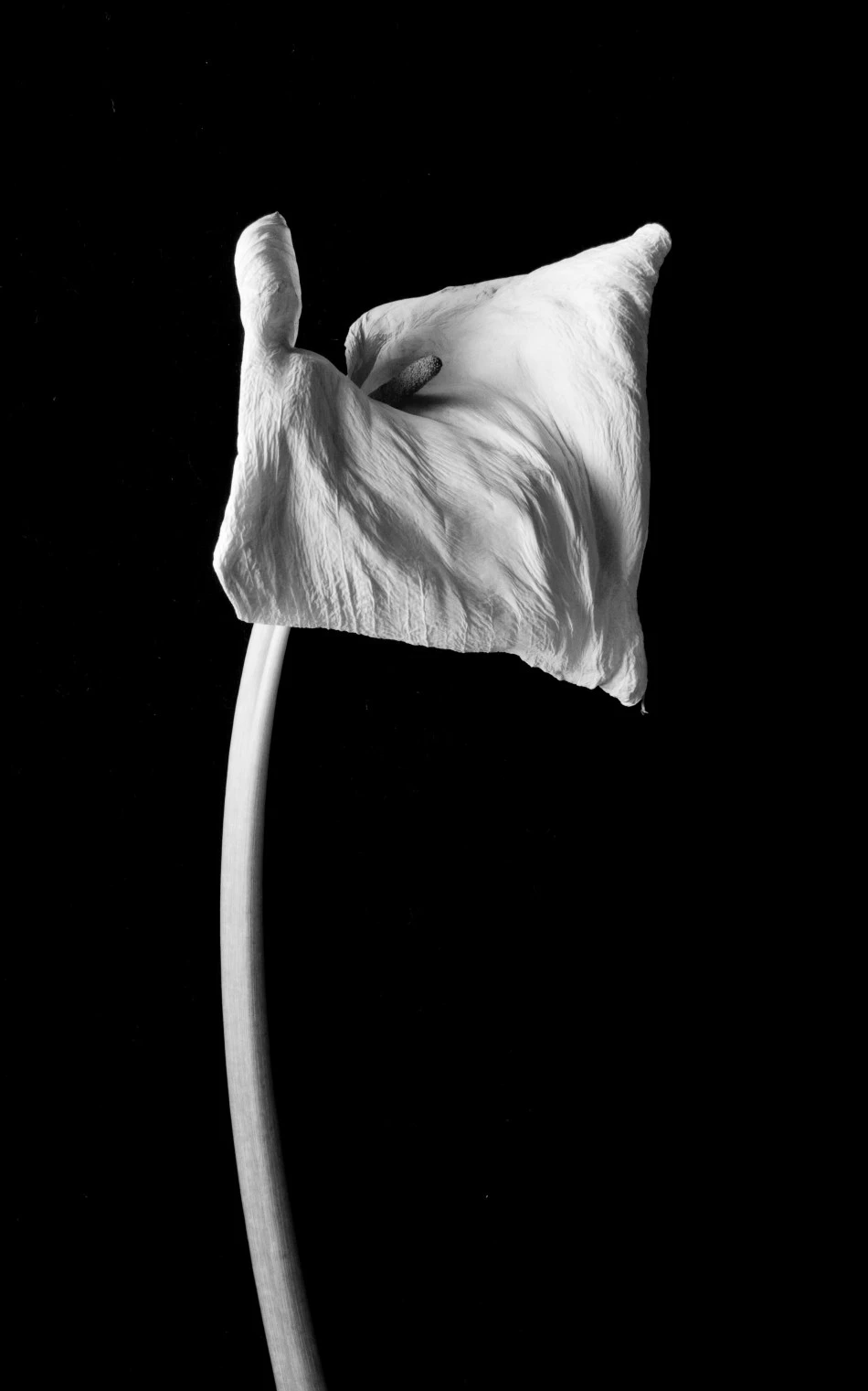 Calla Chalk