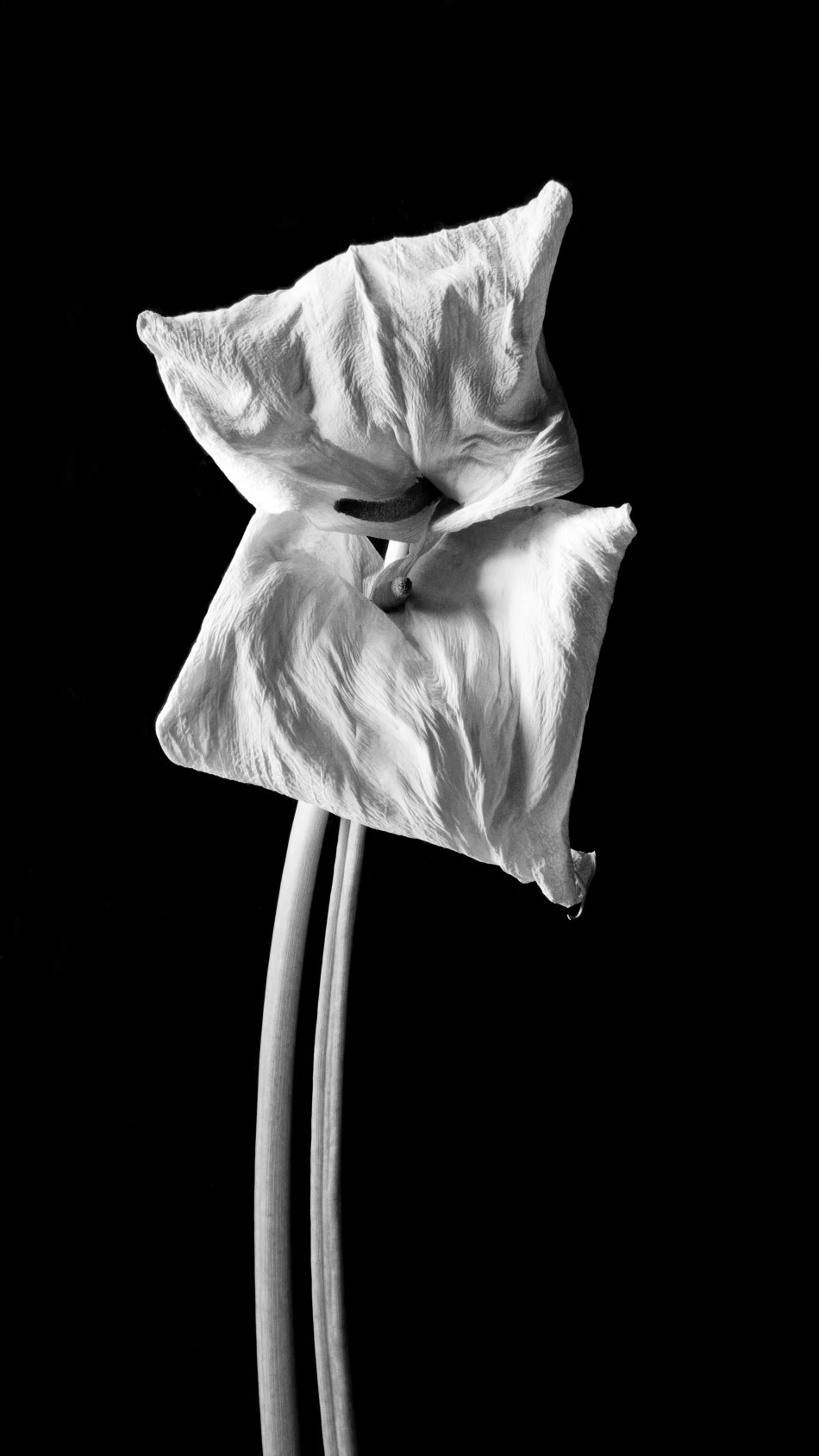 Calla Chalk