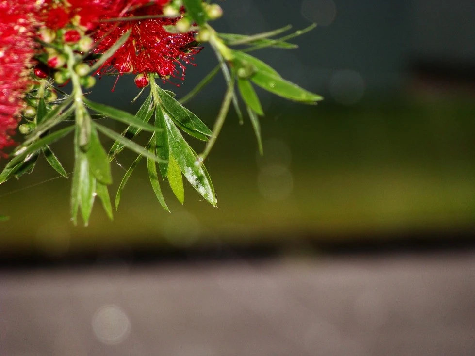 Callistemon (Bottlebrushes)