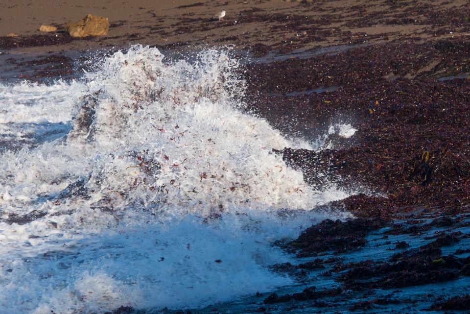 Cambria surf