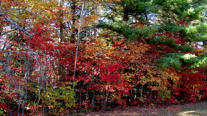 Camp Creek