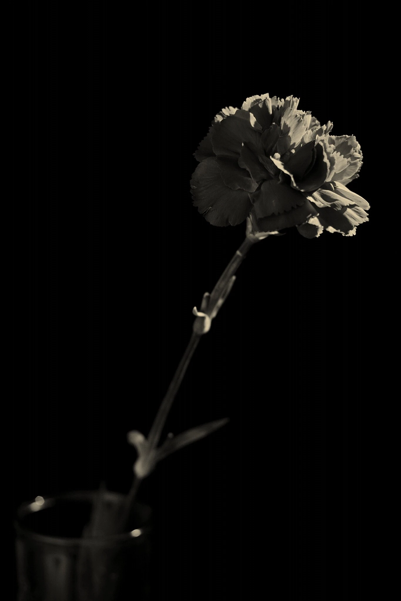 Carnation-Small