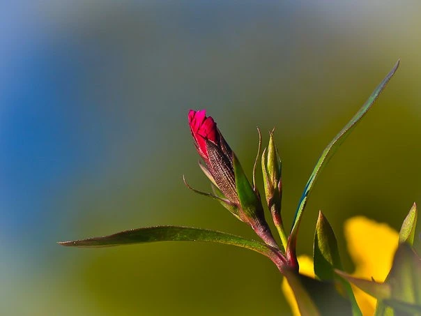 Carnation