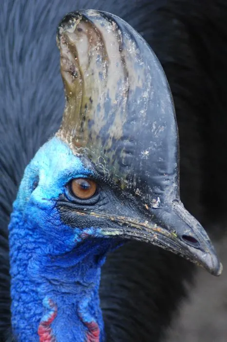Cassowary