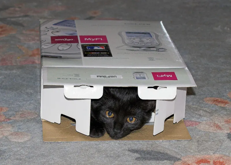 Cat In The Box