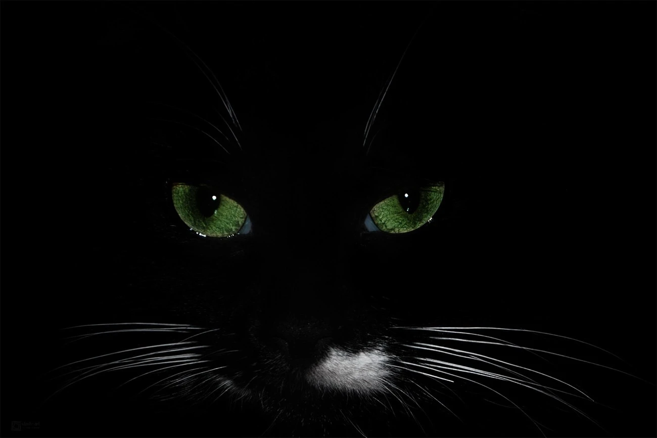 cat portrait in black