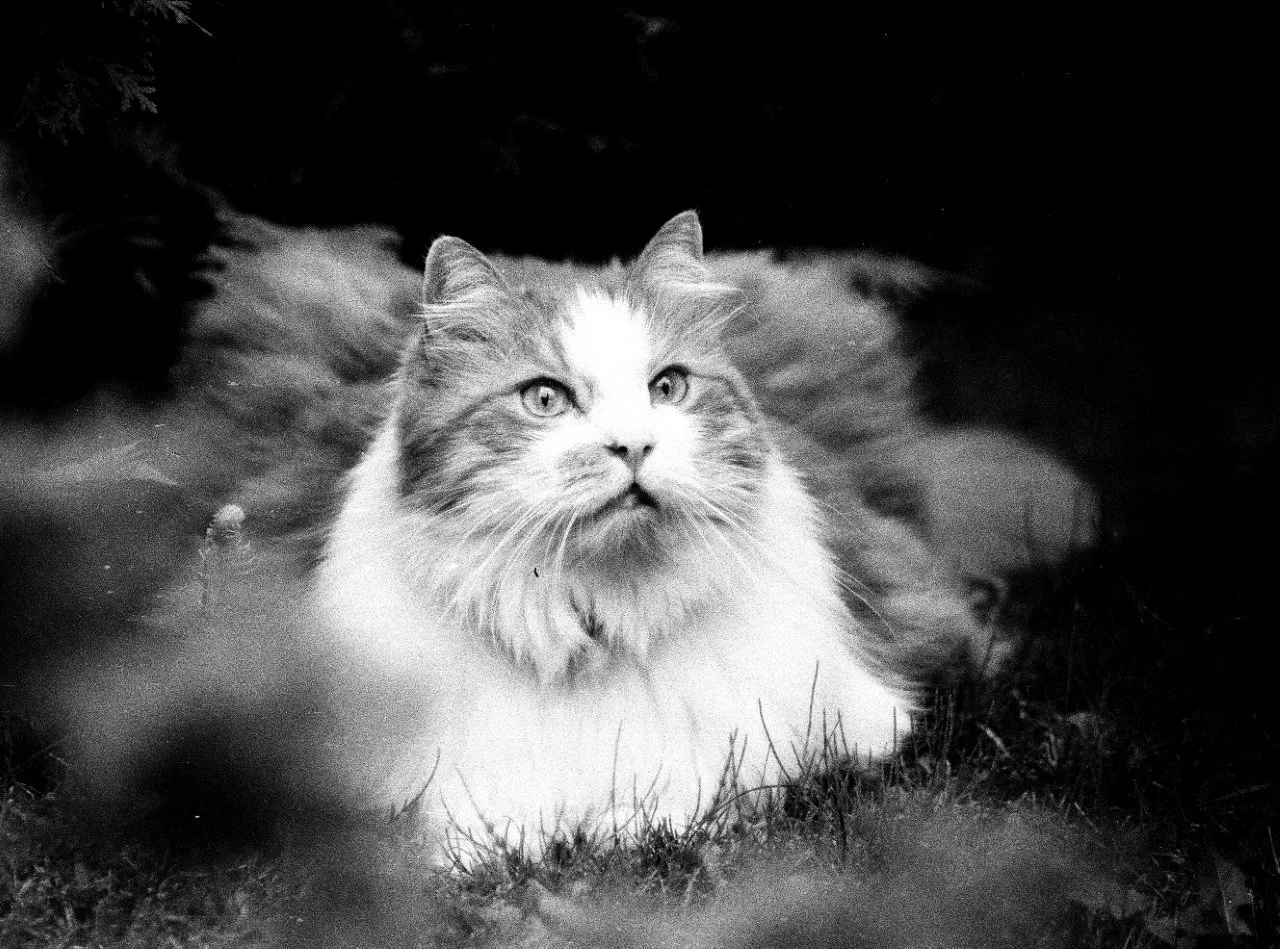 Cat Portrait