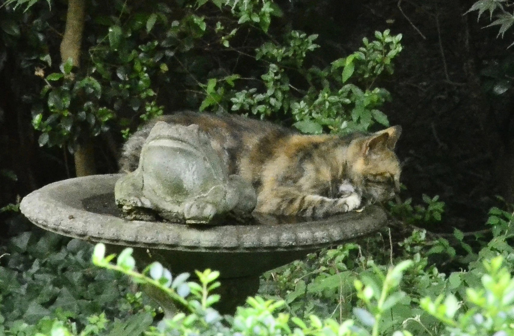 Cat_in_birdbath