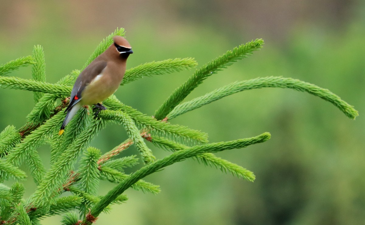 Cedar Waxwing