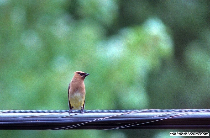 Cedar Waxwing