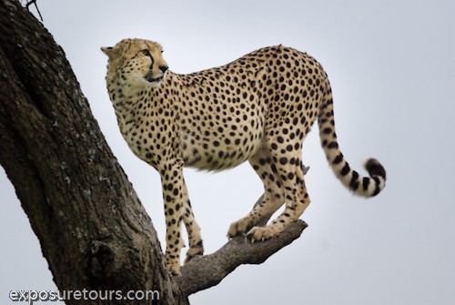 Cheetah in tree