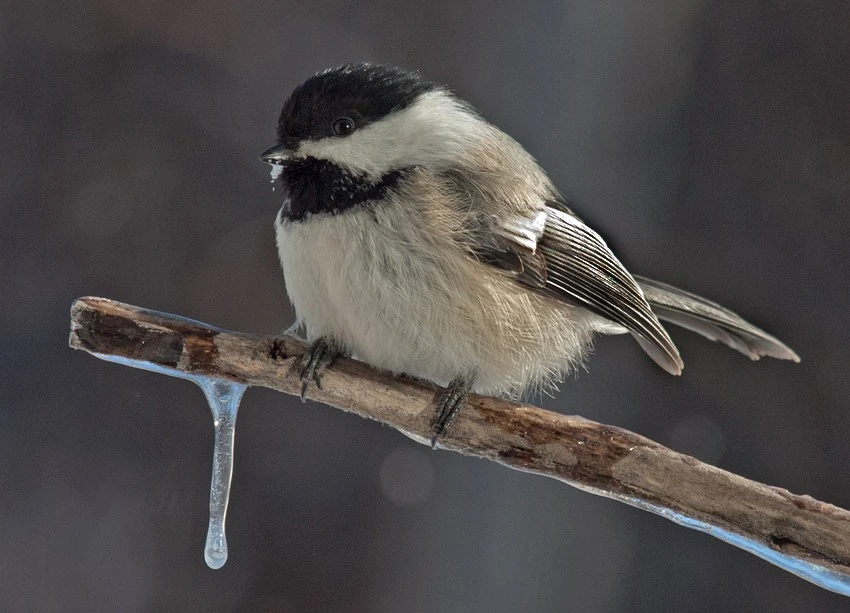 Chickadee on icy branch