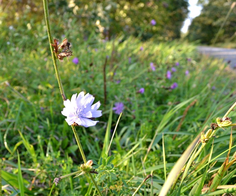 Chicory Blossom