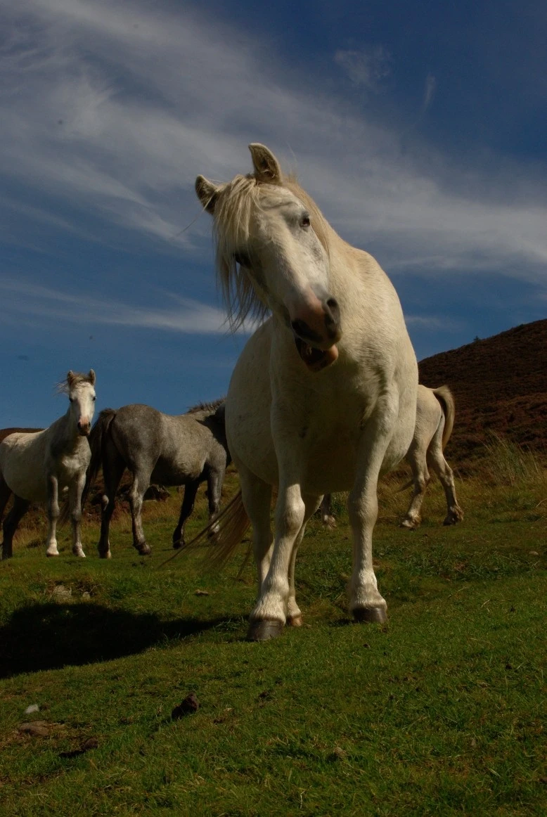 Chieft_crazy_horse_02