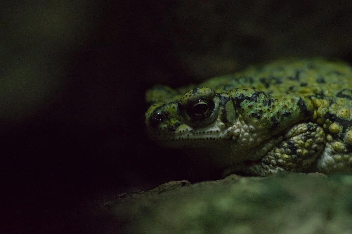 Chihuahuan Green Toad.webp