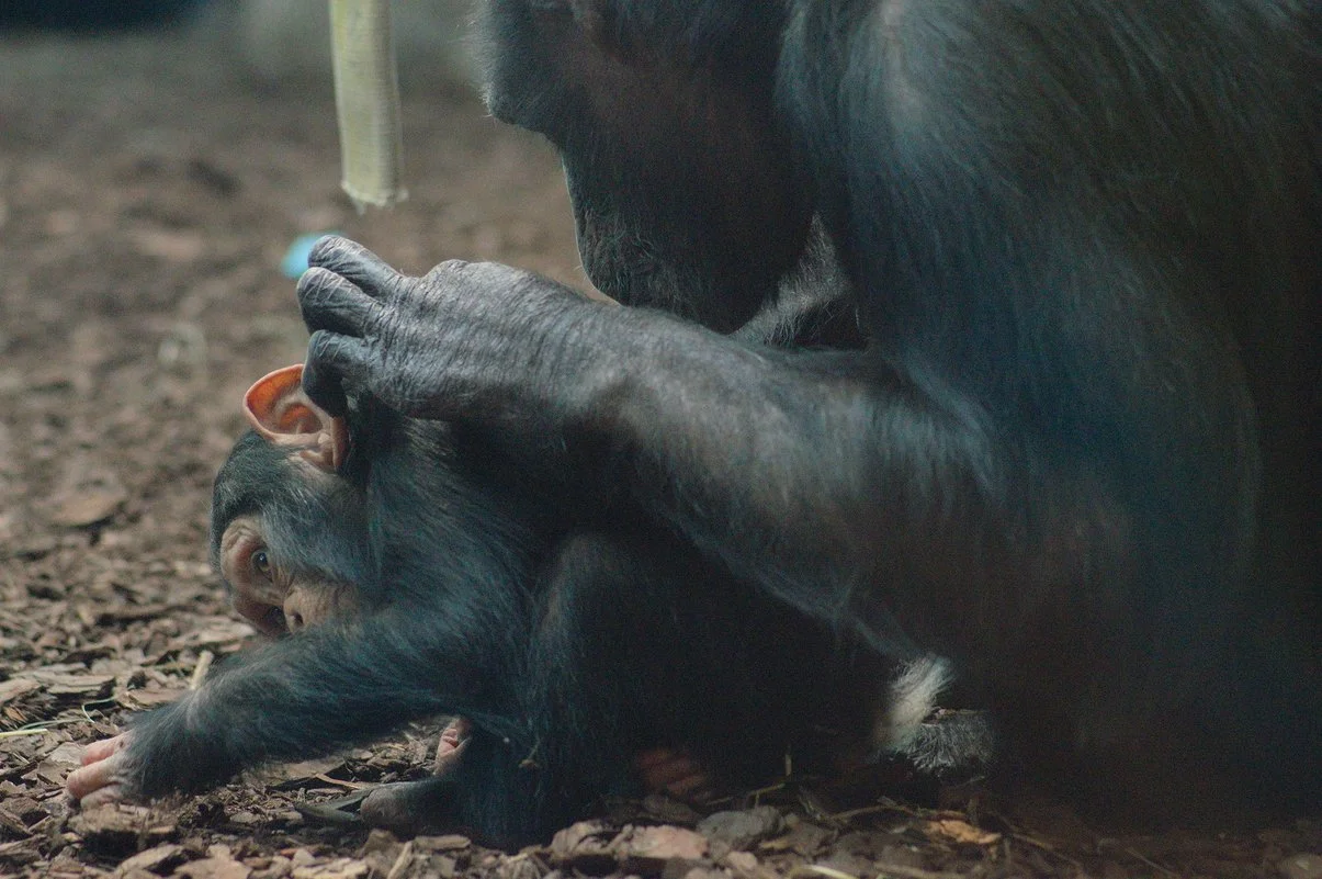 Chimp 1.webp