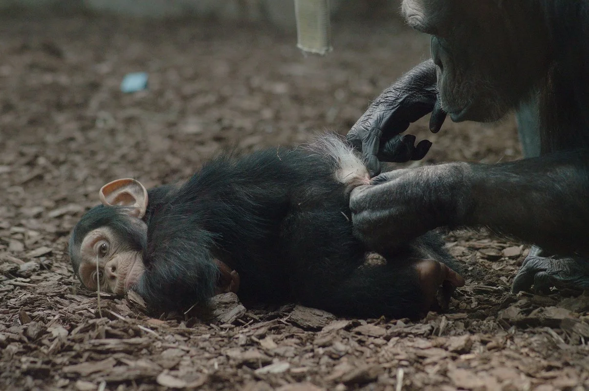 Chimp 3.webp