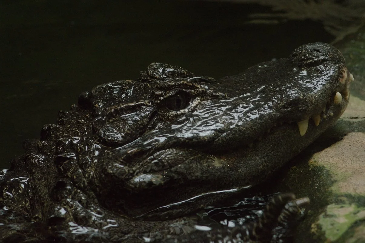 Chinese Alligator 2.webp