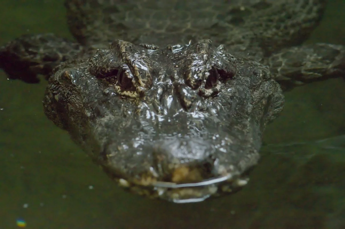 Chinese Alligator.webp