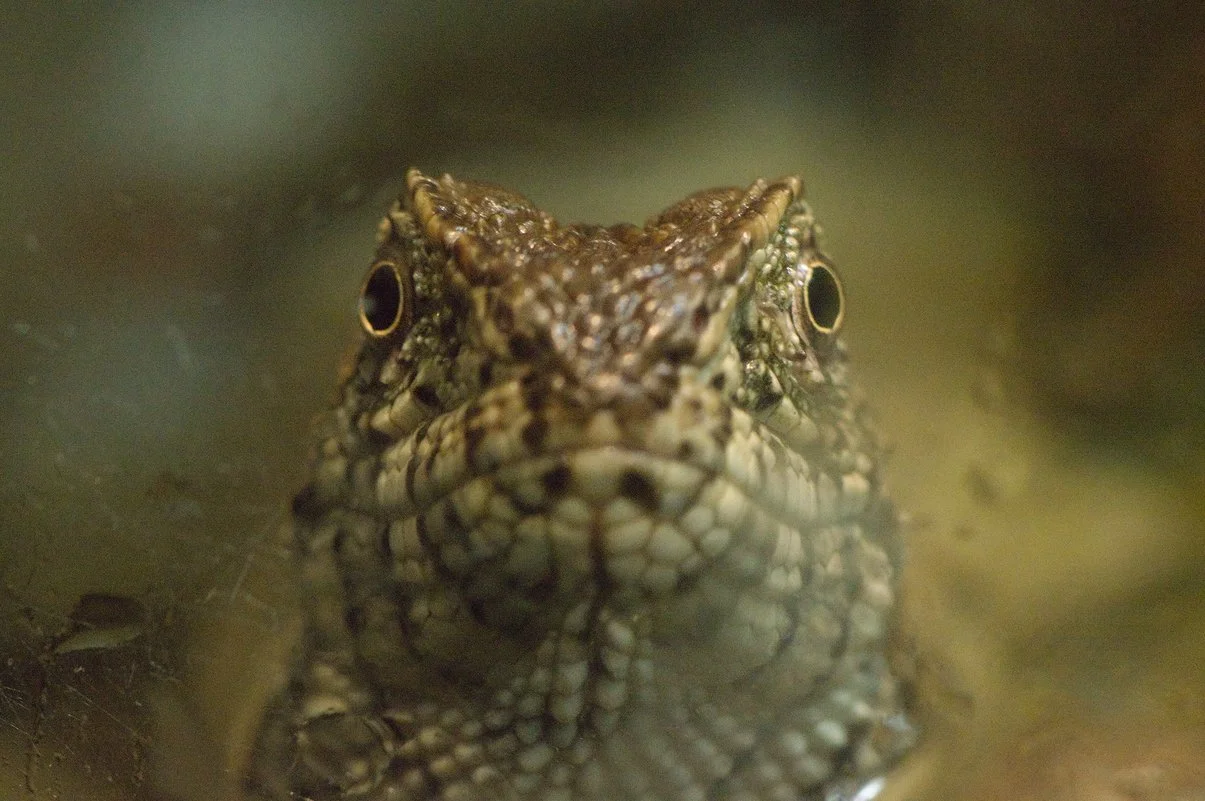 Chinese Crocodile Lizard.webp