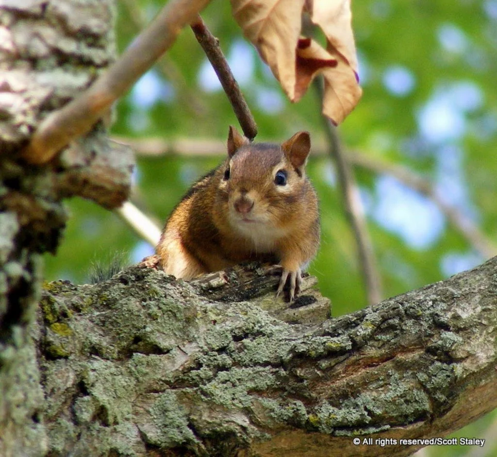 Chipmunk
