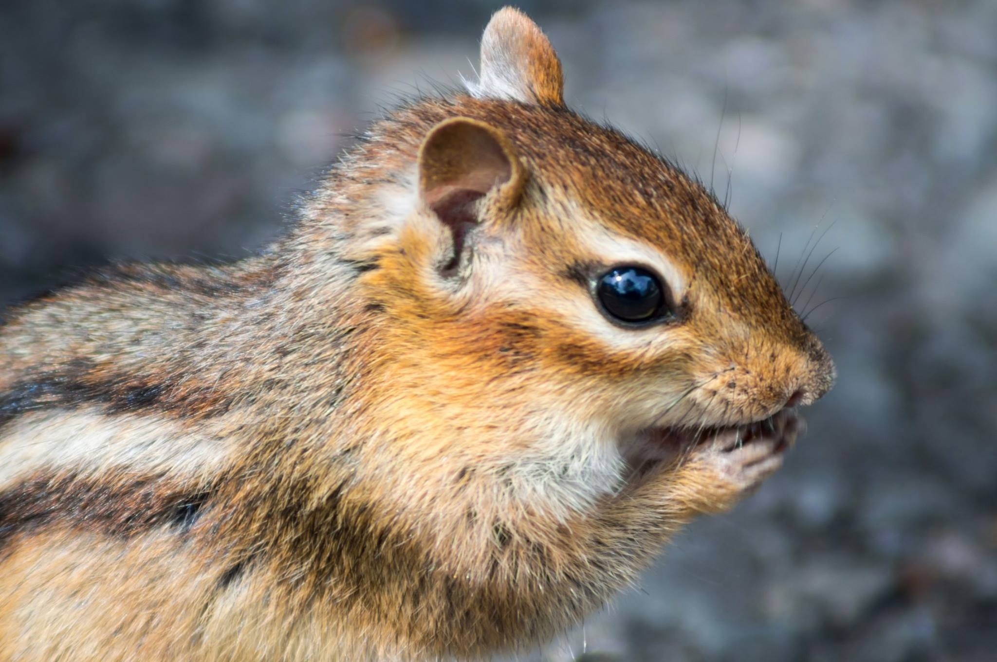 Chipmunk