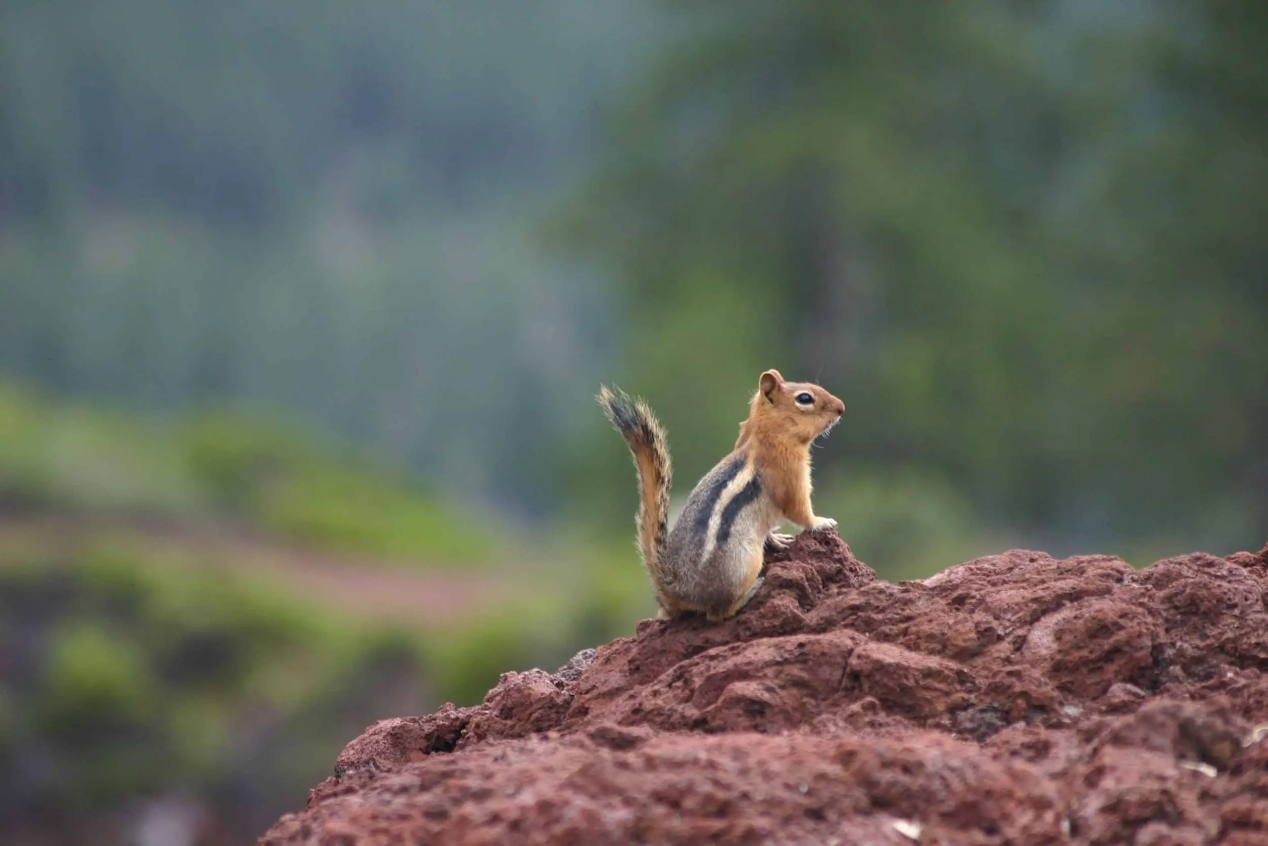 Chipmunk4web
