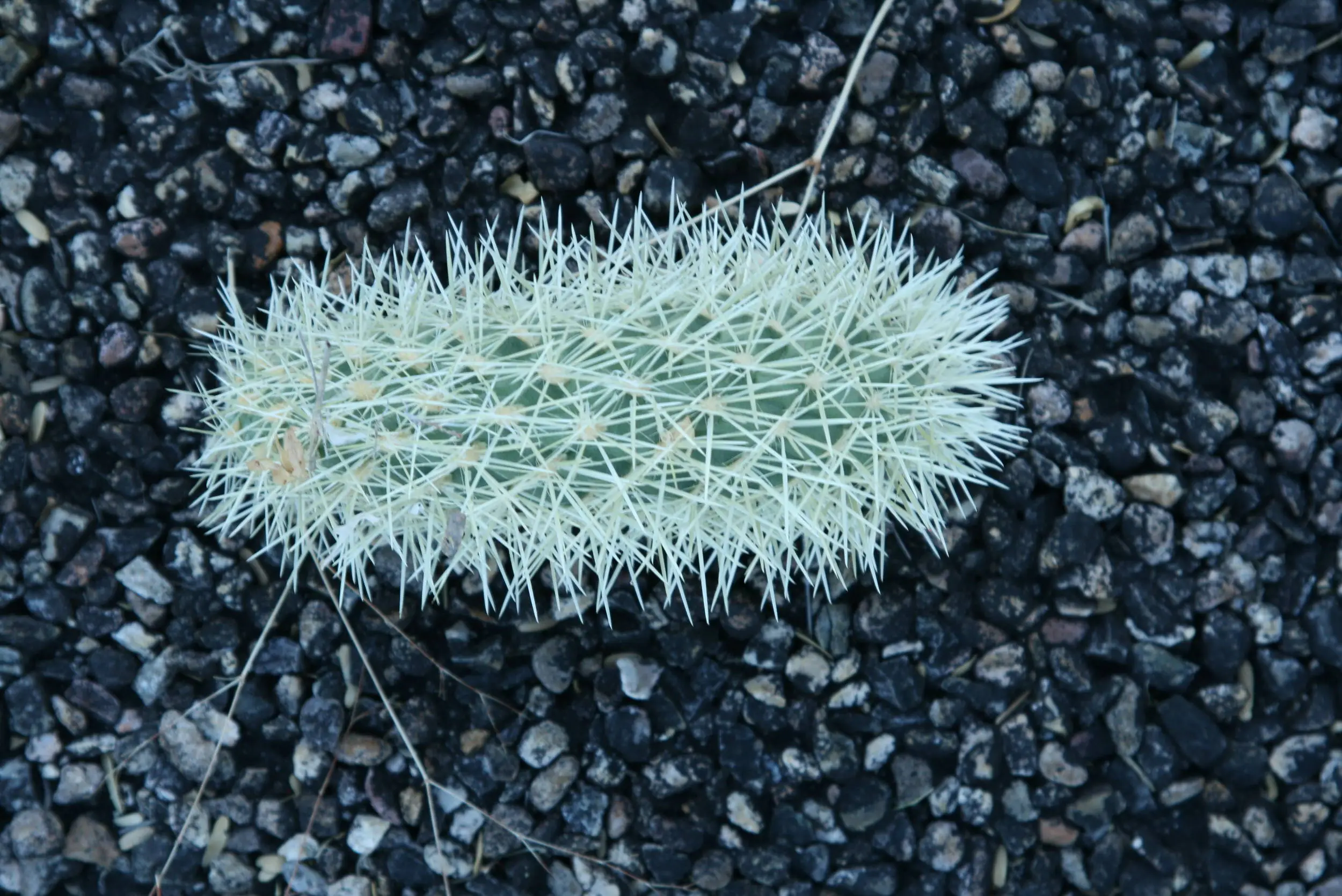 cholla