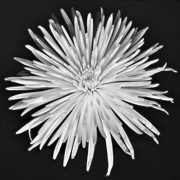 Chrysanthemum