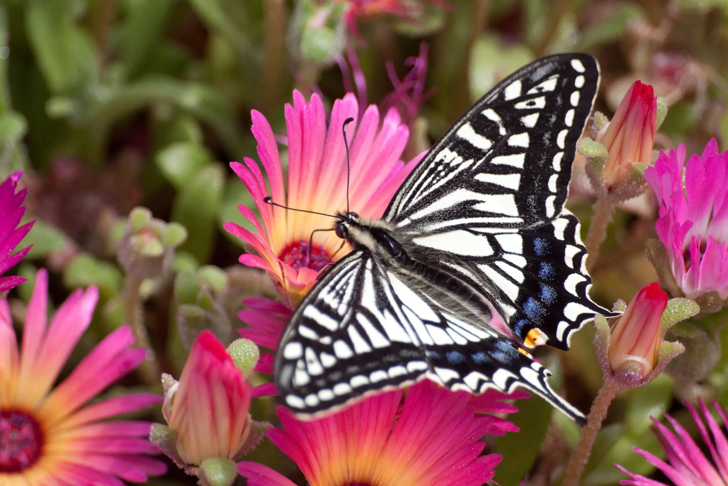 citrus swallowtail, Papilio xuthus