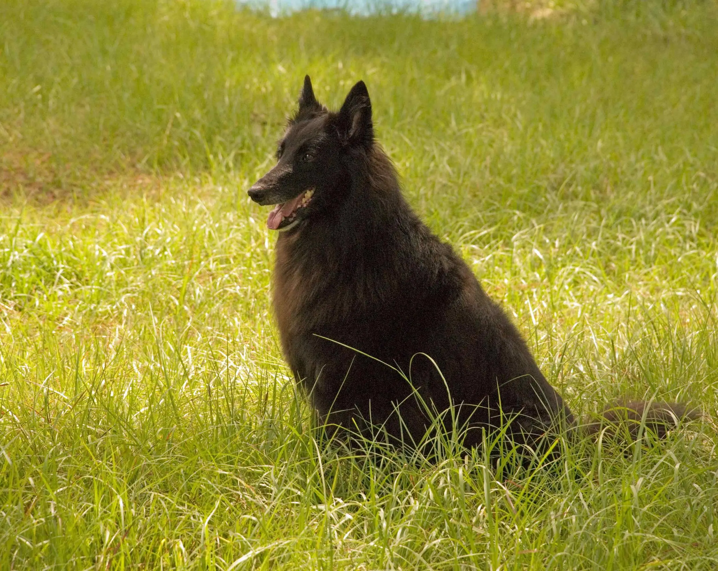 Claite - Belgian Sheepdog