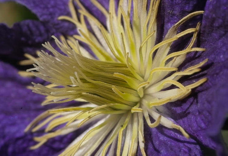 Clematis (wisley)