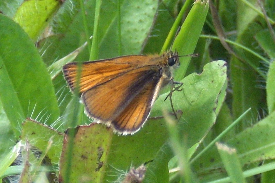 Close-up Butterfly