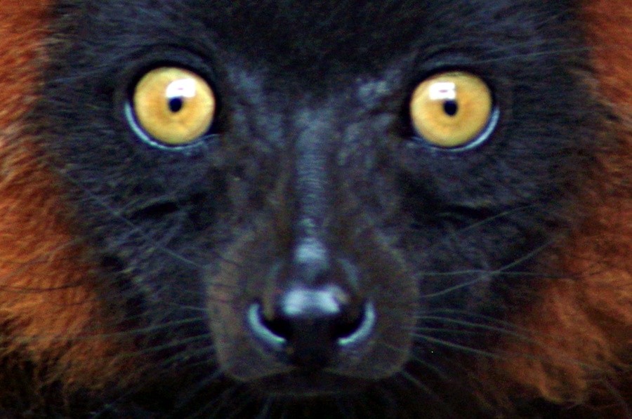 Close up of a Brown Lemur