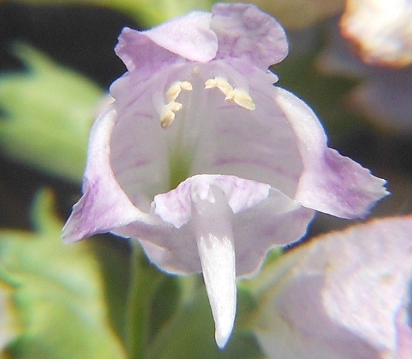 close up of flower