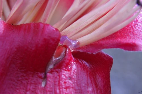 closeup of s wild flower