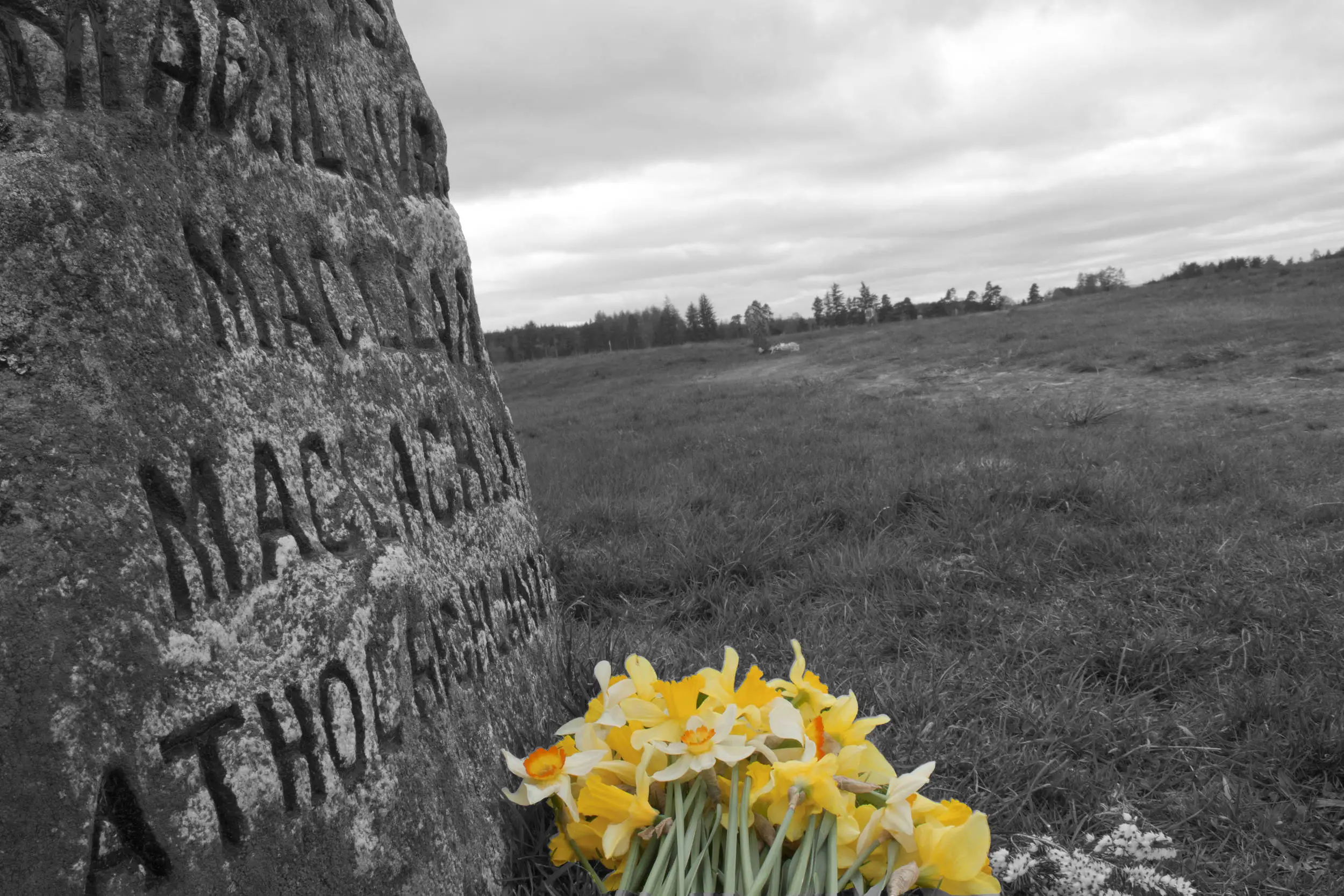 color_daffs_final