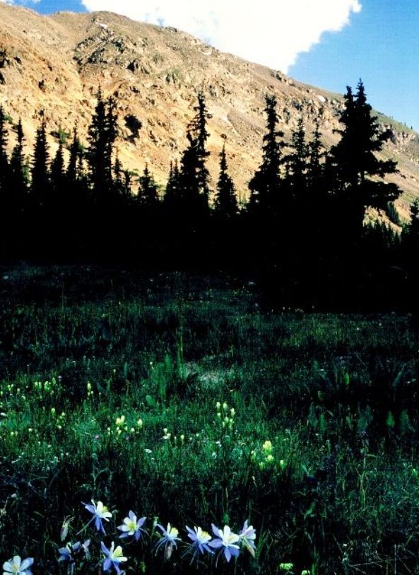 Colorado Columbine