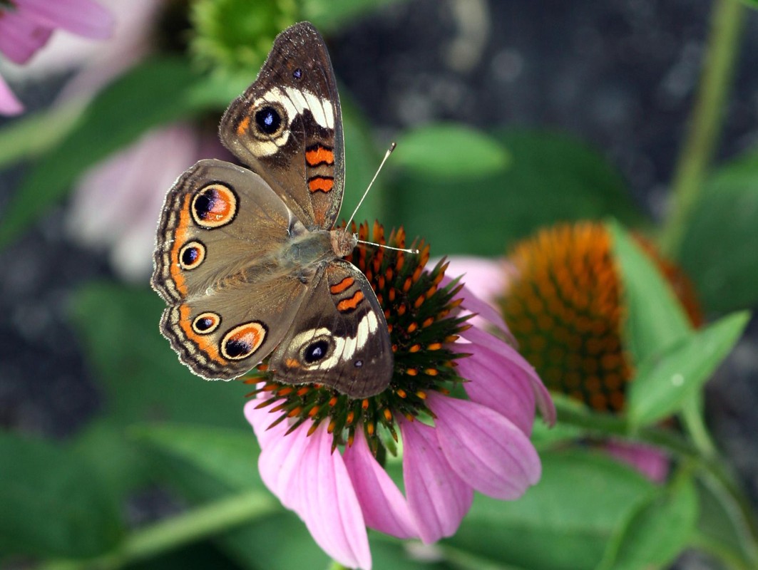 Common Buckeye Butterfly