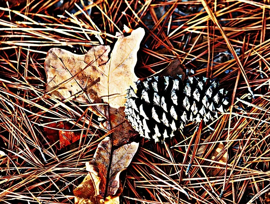cone N leaves
