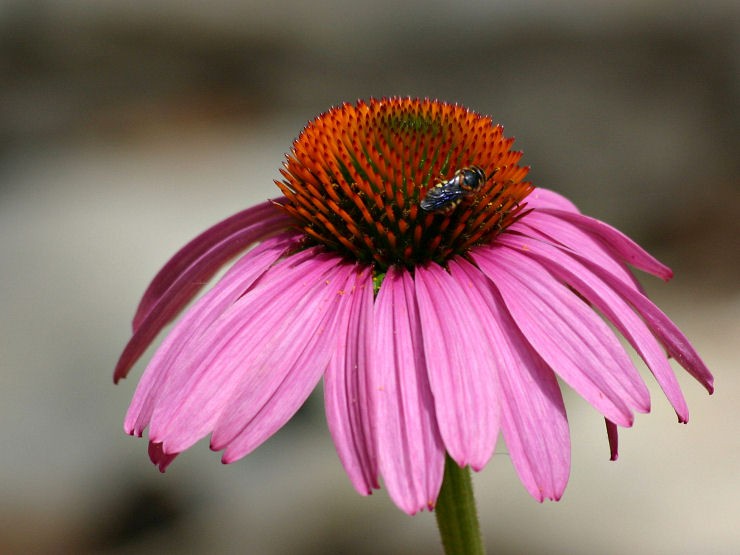 Coneflower