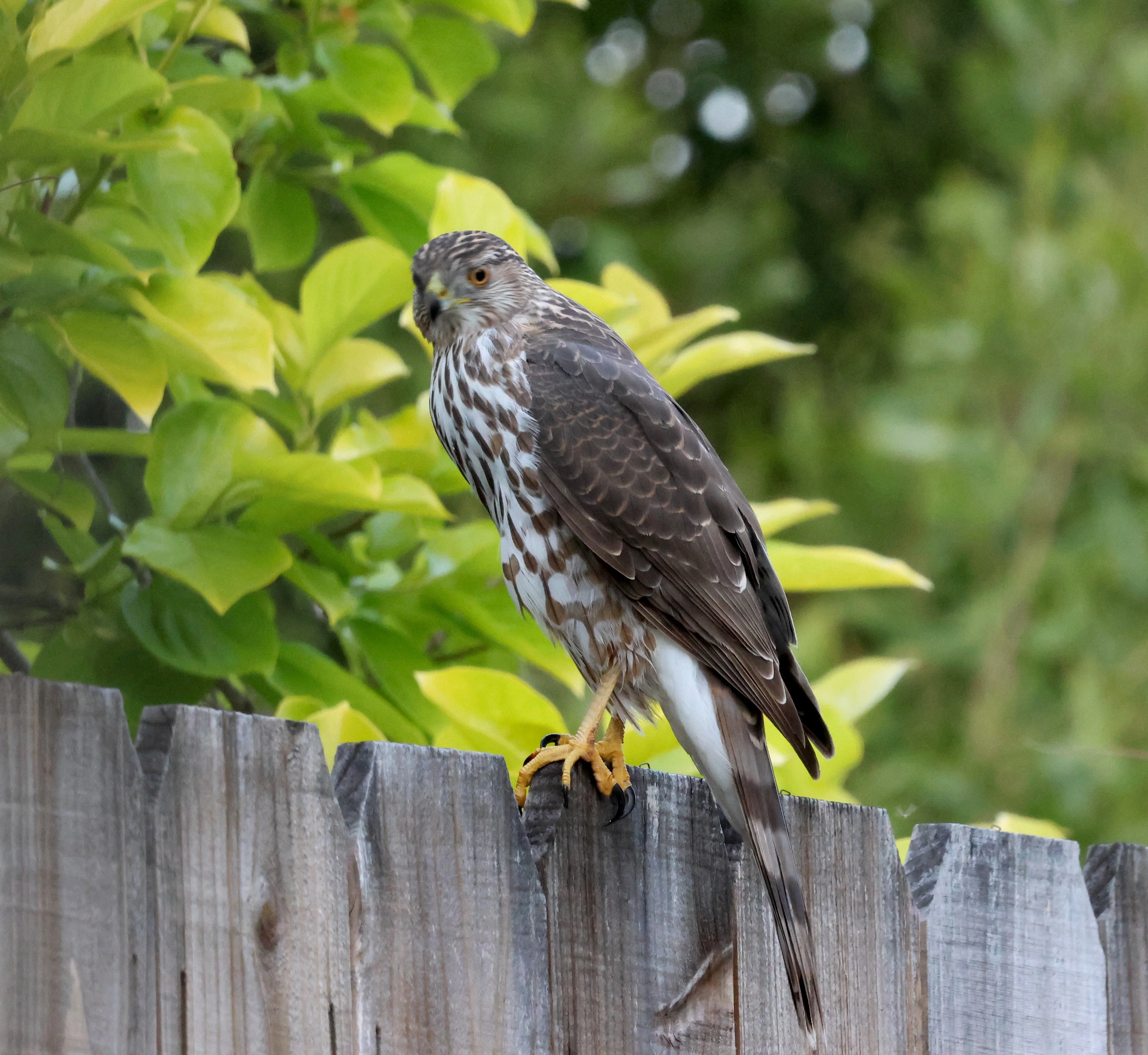 coopers hawk 2.webp