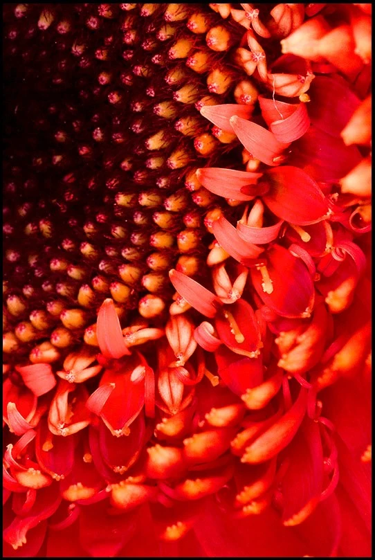Coralsun