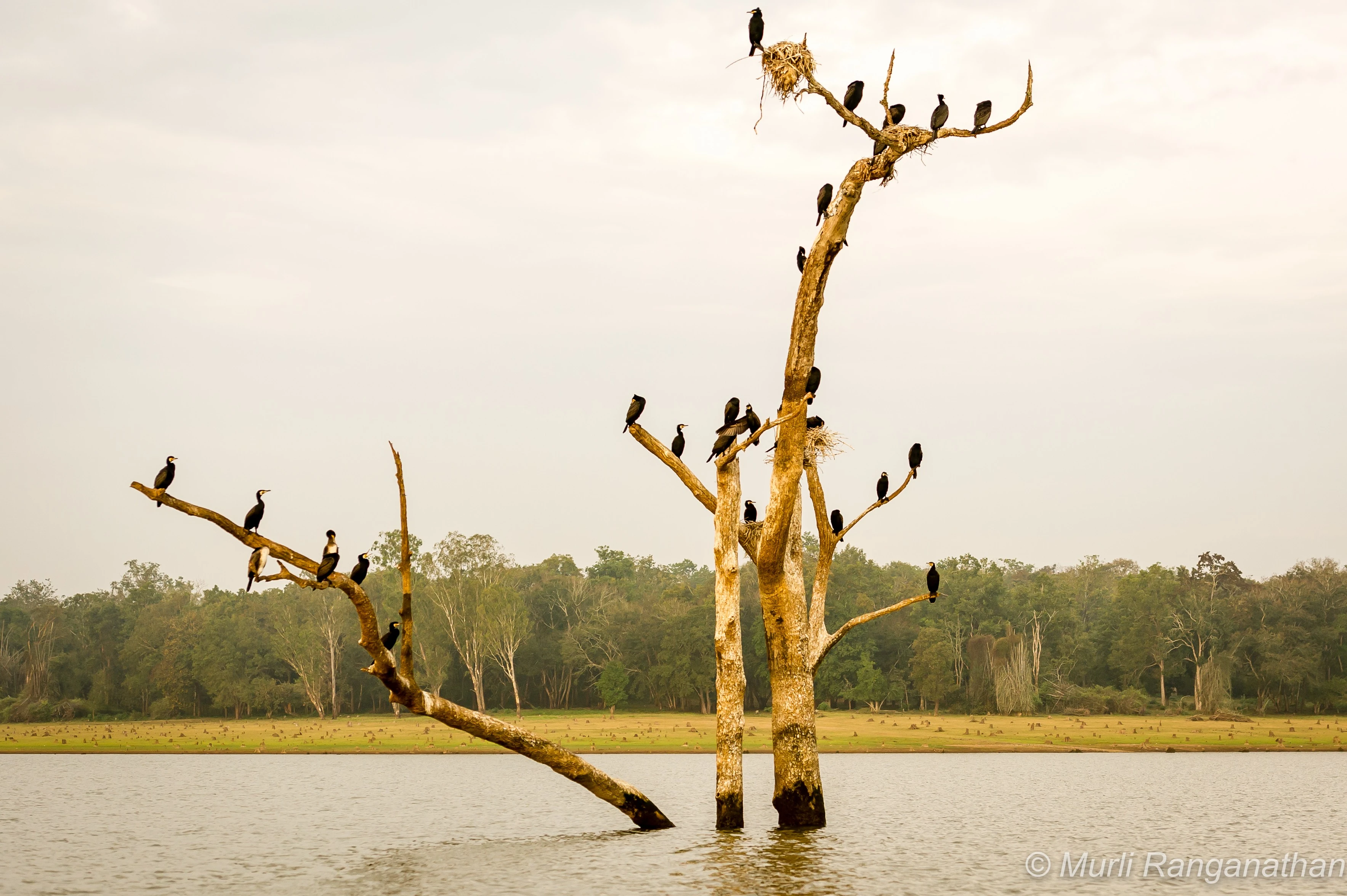 Cormorants and darters