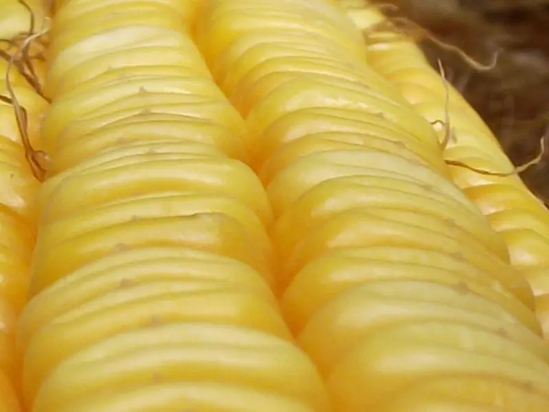 corn