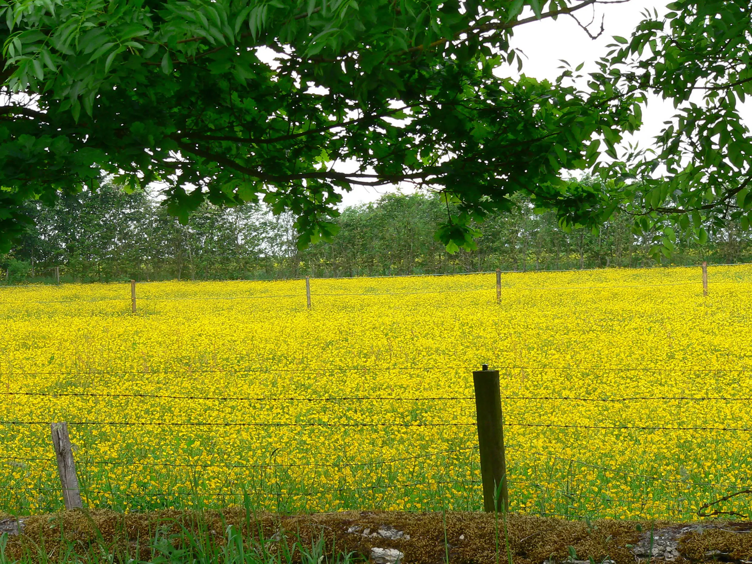 Cotswolds