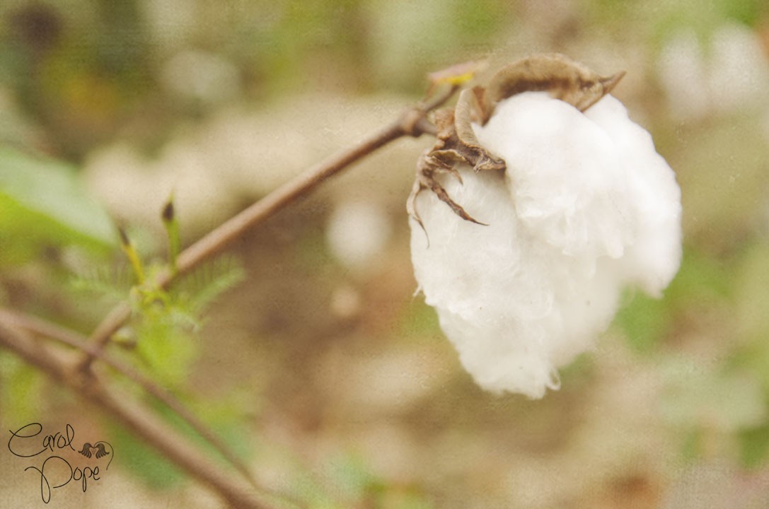 Cotton