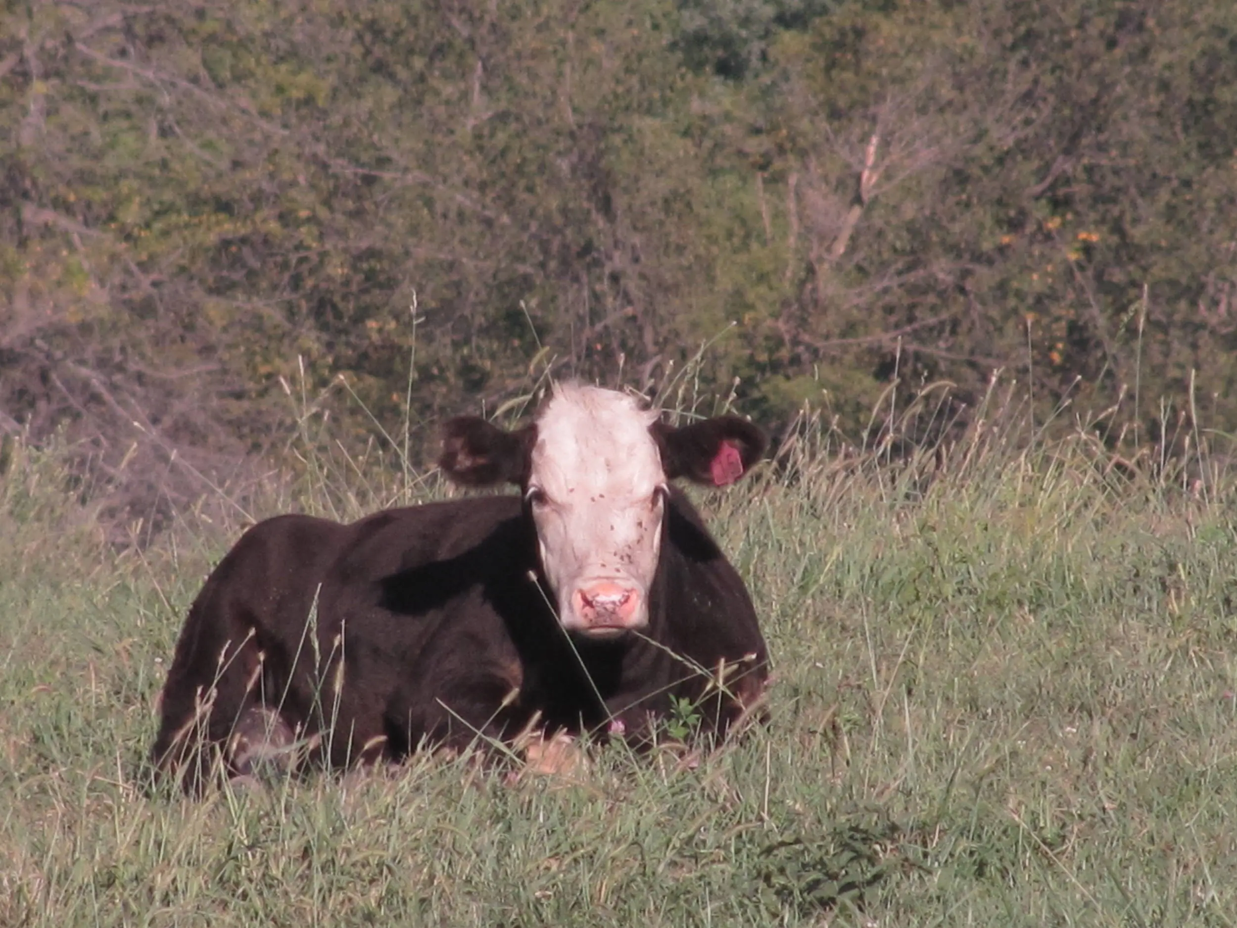 Cow in field