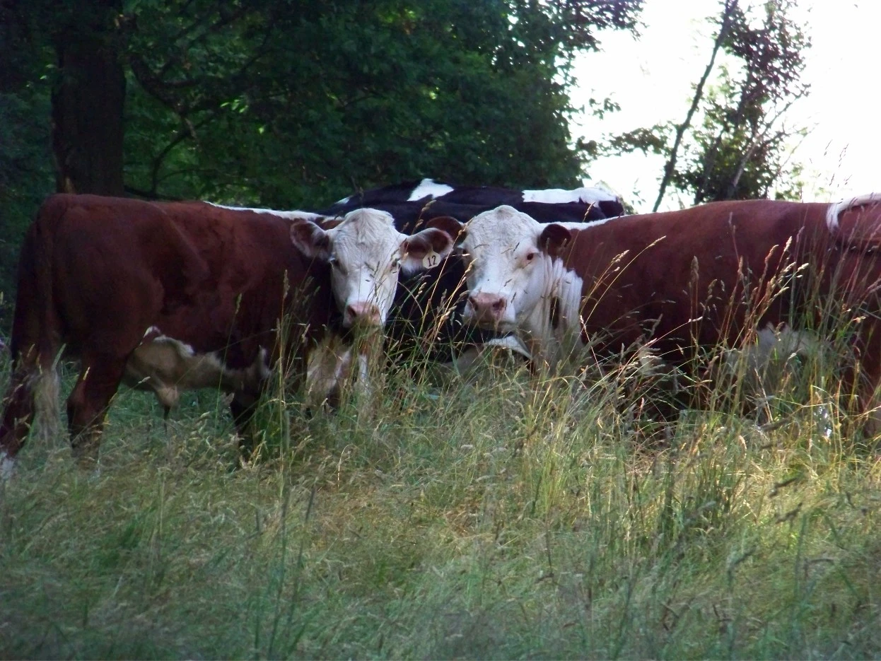 Cows by the neighbors farm