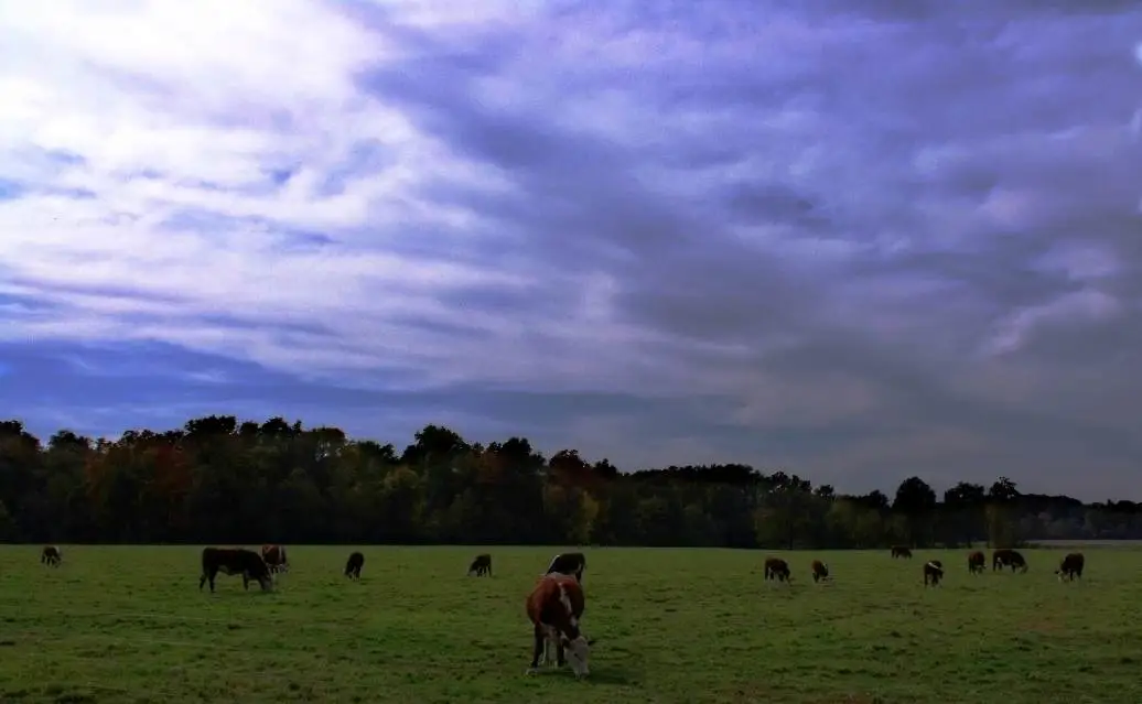 cows